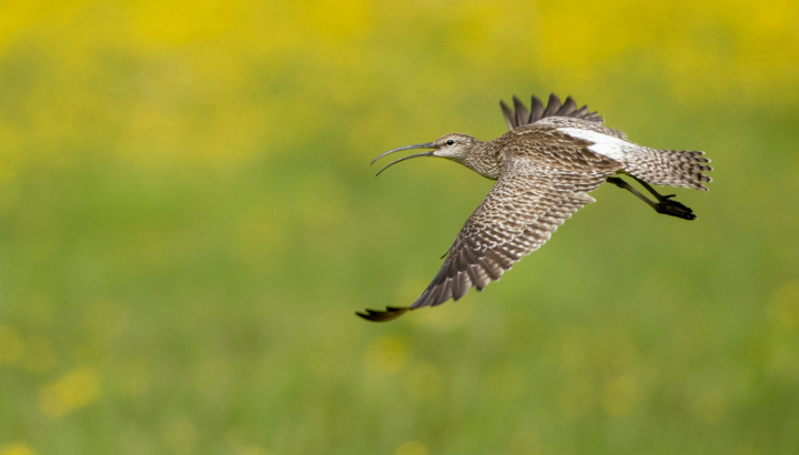À la découverte du courlis cendré